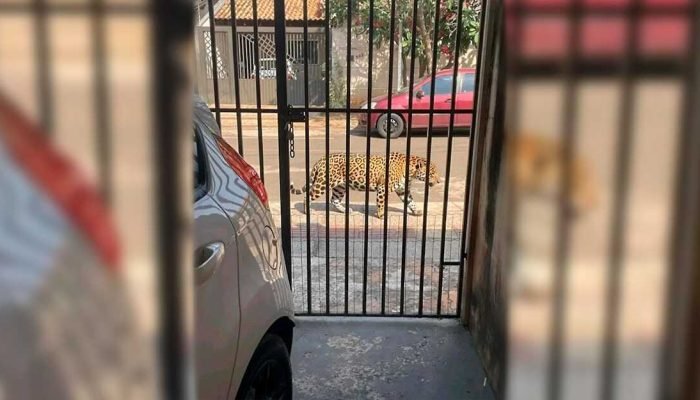 Polícia segue buscas por onça-pintada na Vila Nasser, em Campo Grande