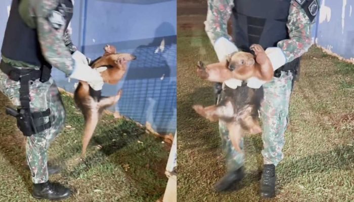Em Campo Grande, tamanduá-mirim é resgatado pela PMA