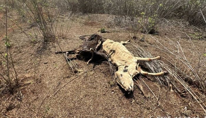 PMA multa em R$ 432 mil por maus-tratos a bovinos em Cassilândia