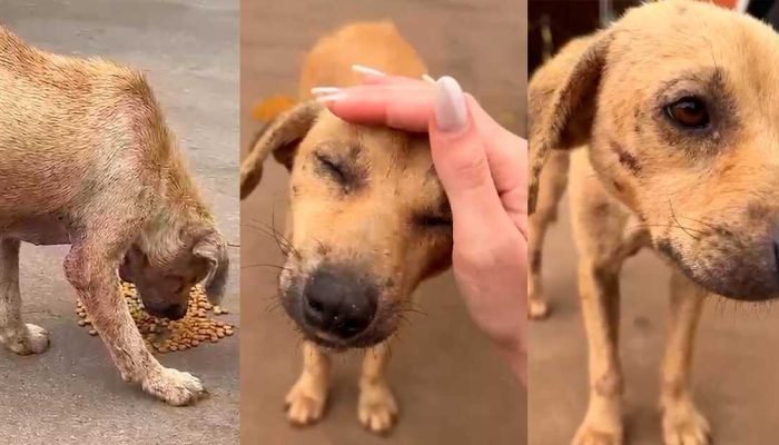 Em Campo Grande, cadelinha com leishmaniose busca um lar após recuperação