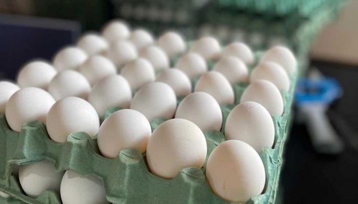 MS deve produzir mais de 2,3 mil toneladas de ovos em 2025