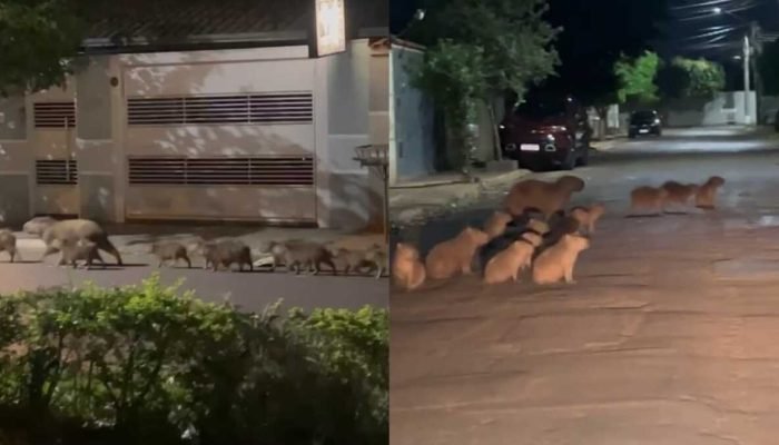 Família de capivaras surpreende moradores em Campo Grande durante a madrugada