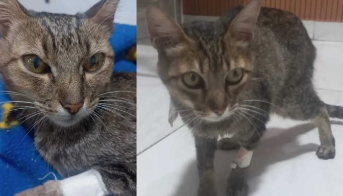 Tutora de gatinha de 17 anos em Campo Grande busca doações para tratamento