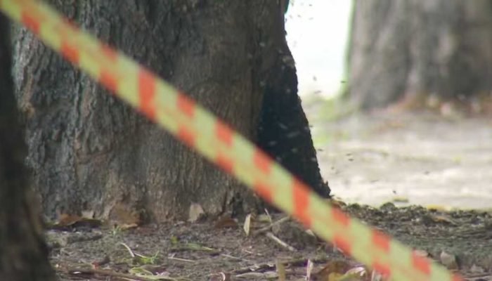 Fátima do Sul: ataque de abelhas mata trabalhador rural