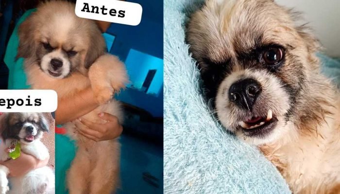 Doguinho resgatado das ruas enfrenta convulsões e luta pela vida em Campo Grande Doguinho resgatado das ruas enfrenta convulsões e luta pela vida em Campo Grande