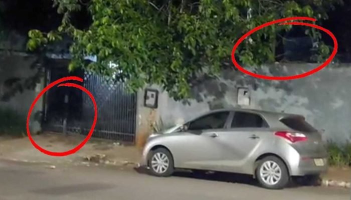 Moradores flagram árvore tomada por morcegos próximo à Orla Morena em Campo Grande
