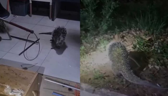 Porco-espinho é resgatado após invadir casa no Nova Lima e assustar moradores