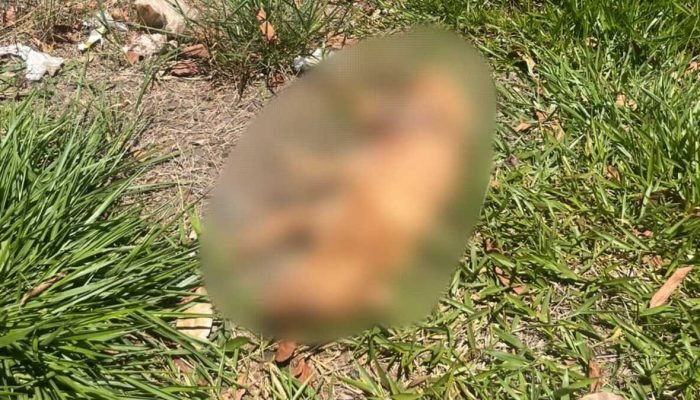 Pitbull Encontrado Morto Próximo a Escola em Campo Grande