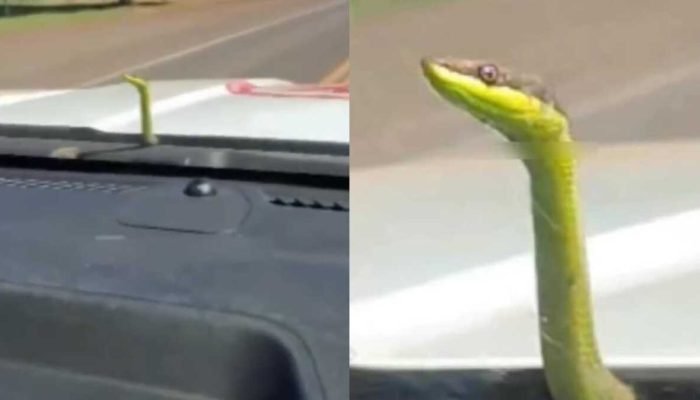 Cobra 'pega carona' em ambulância e assusta socorristas em MS