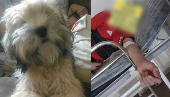 Escorpião Mata Cachorro de Família em Campo Grande Após Filho Ser Picado