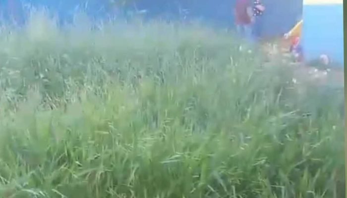 Pais denunciam mato alto e risco de escorpiões em escola de Campo Grande