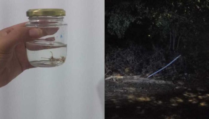 Moradora de Campo Grande Sofre com Infestação de Escorpiões