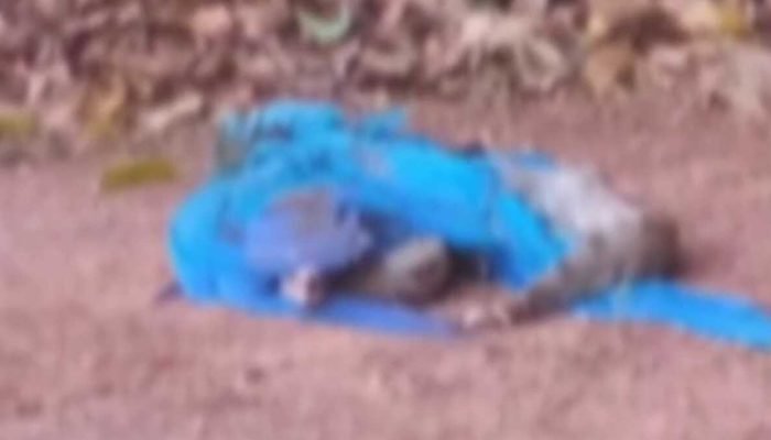 Jiboia é flagrada 'almoçando' arara-azul em Campo Grande