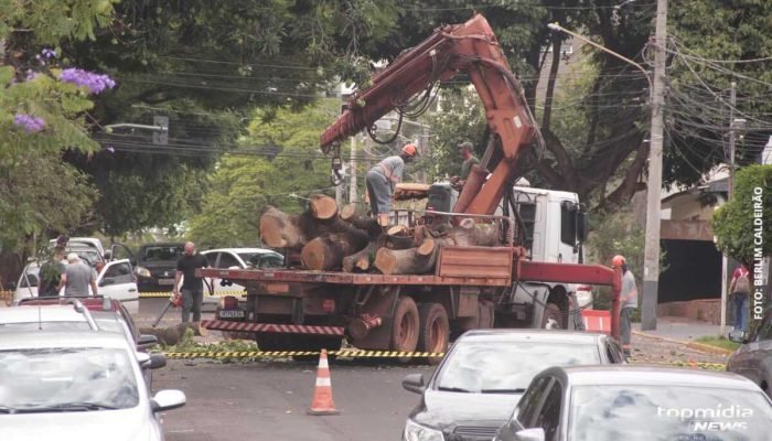 Mangueira de Grande Porte Interrompe Rua no Centro de Campo Grande