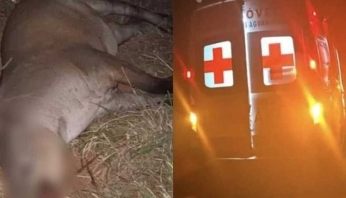 Ambulância colide com anta na MS-316 durante transporte de paciente Ambulância colide com anta na MS-316 durante transporte de paciente