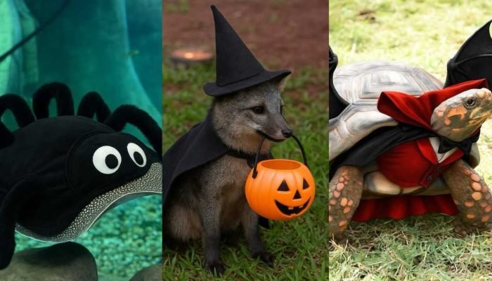 Bioparque Pantanal ‘fantasia’ animais para o Halloween com IA Bioparque Pantanal 'fantasia' animais para o Halloween com IA
