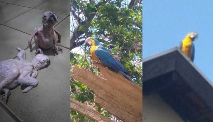 Araras-canindé Buscam Filhotes Após Queda de Coqueiro em Campo Grande