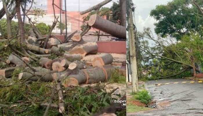 Veto em Campo Grande suspende programa de castração animal e paralisa votações na Câmara
