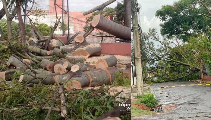 Prefeitura interrompe licitação de retirada de árvores três dias após temporal em Campo Grande