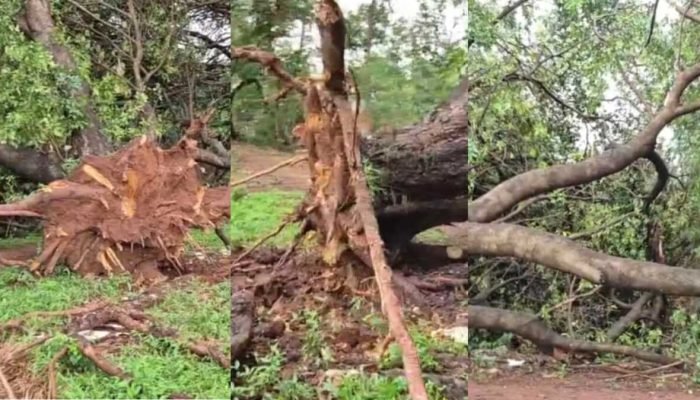 Tempestade derruba Árvore na Ernesto Geisel e causa estragos em Campo Grande