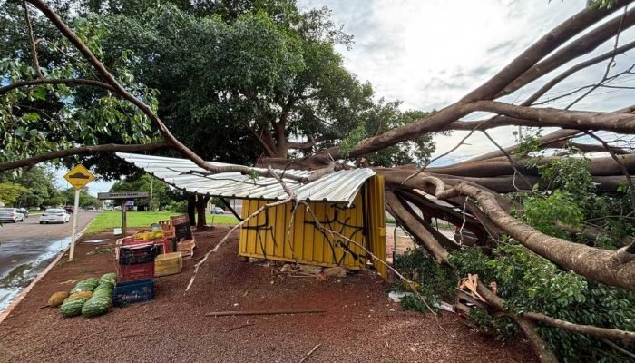 Árvore causa prejuízo de r$15 mil a comerciante em Campo Grande
