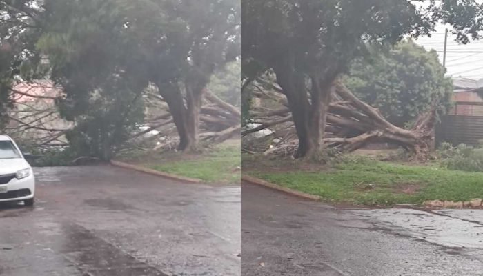 Tempestade derruba árvores e interdita vias em Campo Grande
