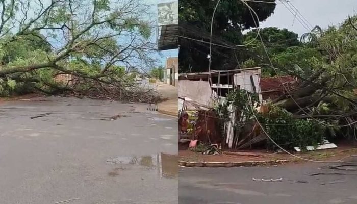 Chuva forte derruba Árvore e interrompe Energia no São Jorge da Lagoa, em Campo Grande