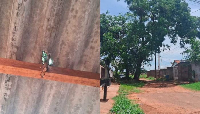 Moradores de campo grande temem queda de árvore e cobram ação da prefeitura