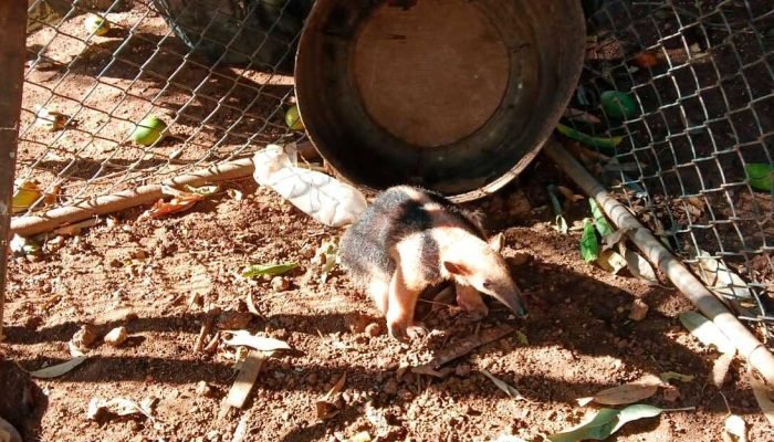 Tamanduá-mirim ferido é resgatado em Corumbá após alerta de moradores