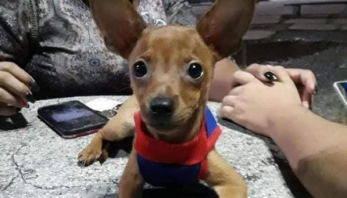 'Ato cruel e desumano', diz tutora sobre cachorro carbonizado em Corumbá
