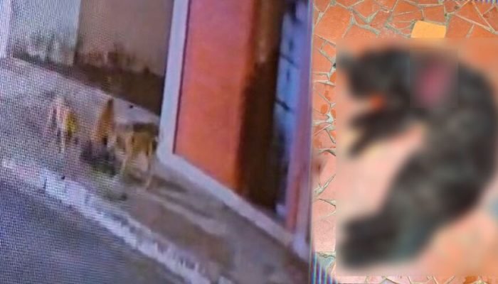 Cães soltos aterrorizam bairro em Campo Grande, matando gatos