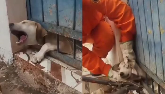 Cachorro resgatado após ficar preso em grade de portão — Foto: Divulgação/Corpo