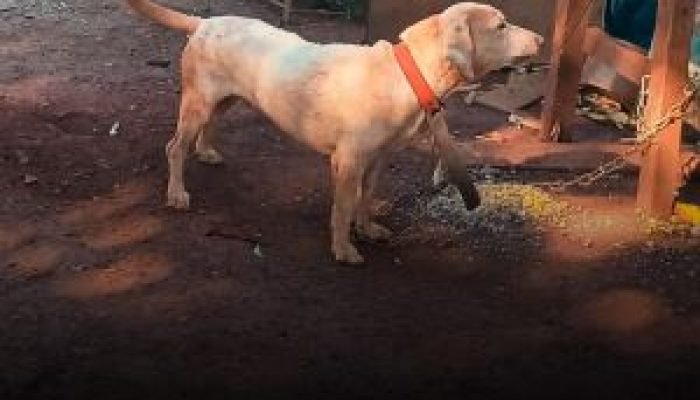 Vídeo de agressão a cão leva à prisão de homem