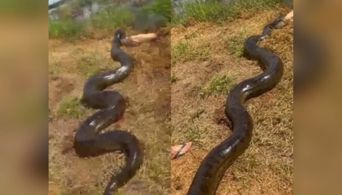 Foto: 1 de 1 Sucuri gigante - Foto: Reprodução/Instagram