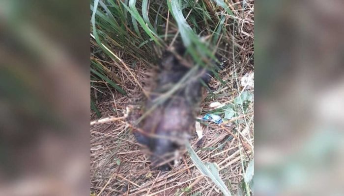 Carcaça de animal não identificado em meio a vegetação alta.