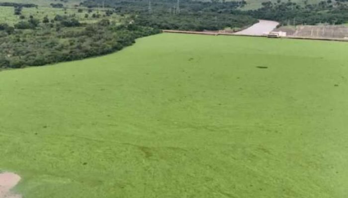 Usina libera água para conter plantas aquáticas no rio Pardo